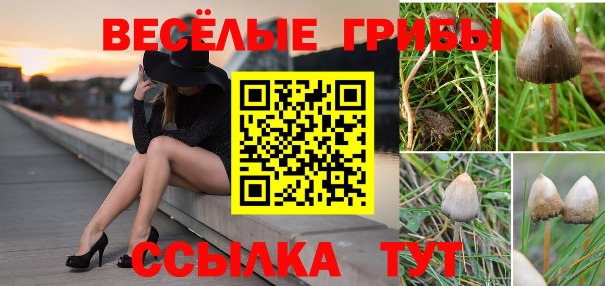Великий Новгород  Галлюциногенные грибы Psilocybine cubensis  Вход с VPN 